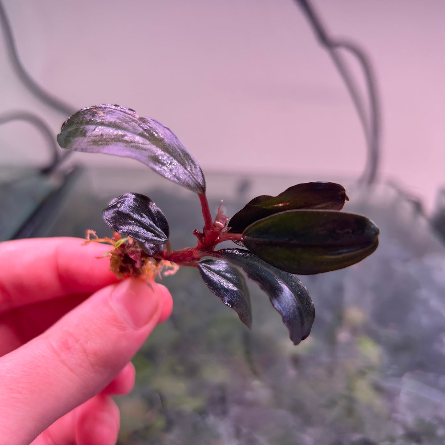 Bucephalandra Helena (Emersed Grown) Aquarium Plant