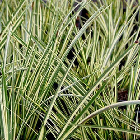 Acorus variegatus variegated rush - Terrarium Plant