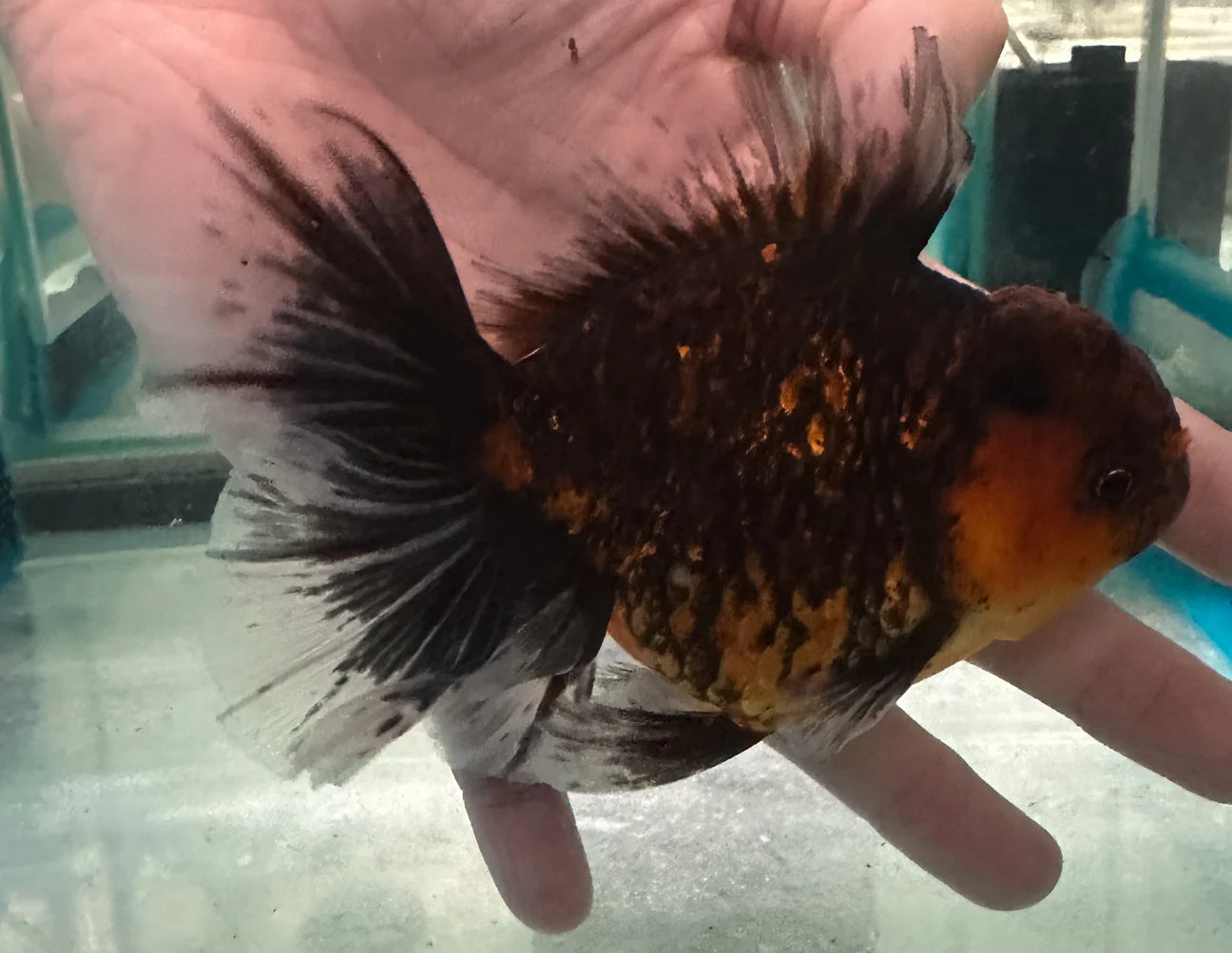 Thai Orchid Oranda Goldfish 8cm