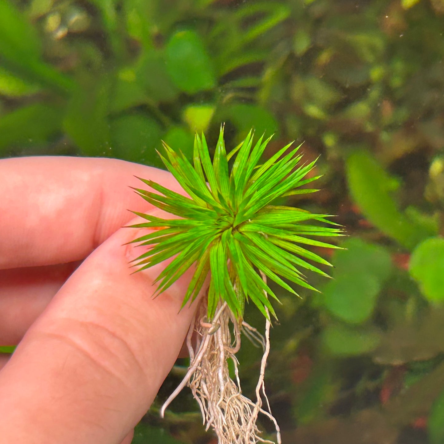 Eriocaulon ratnigiricum ★
