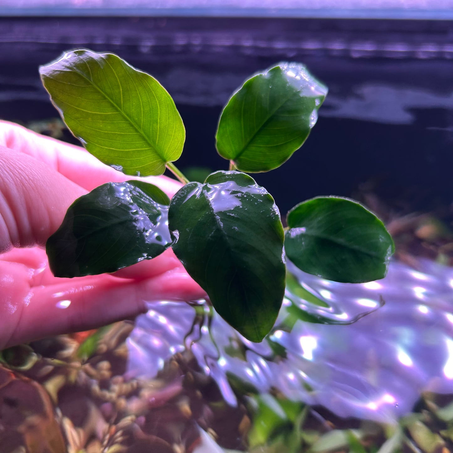 Anubias Barteri ‘Nana’ Potted 3cm Terracotta Pot - Aquarium Fish Tank Aquatic Plan