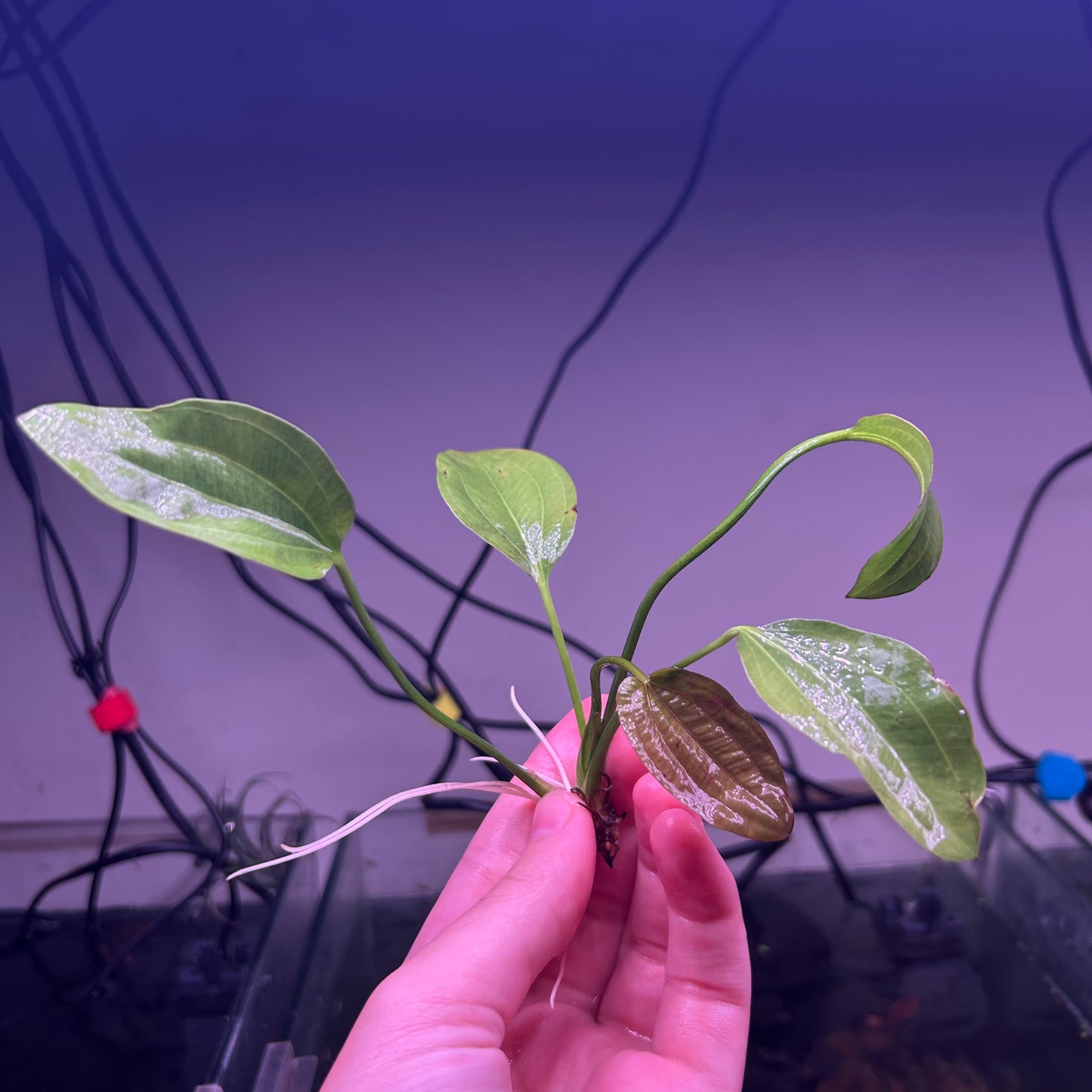 Echinodorus Cordifolius Radican ★