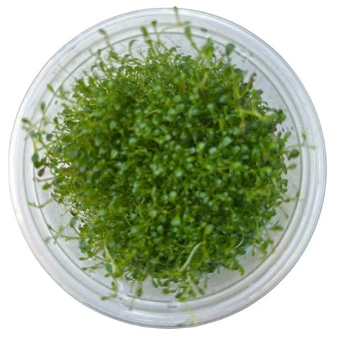 Glossostigma elatinoides Tissue Culture