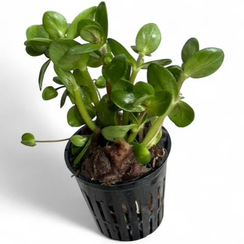 Purple Bacopa salzmanni purple