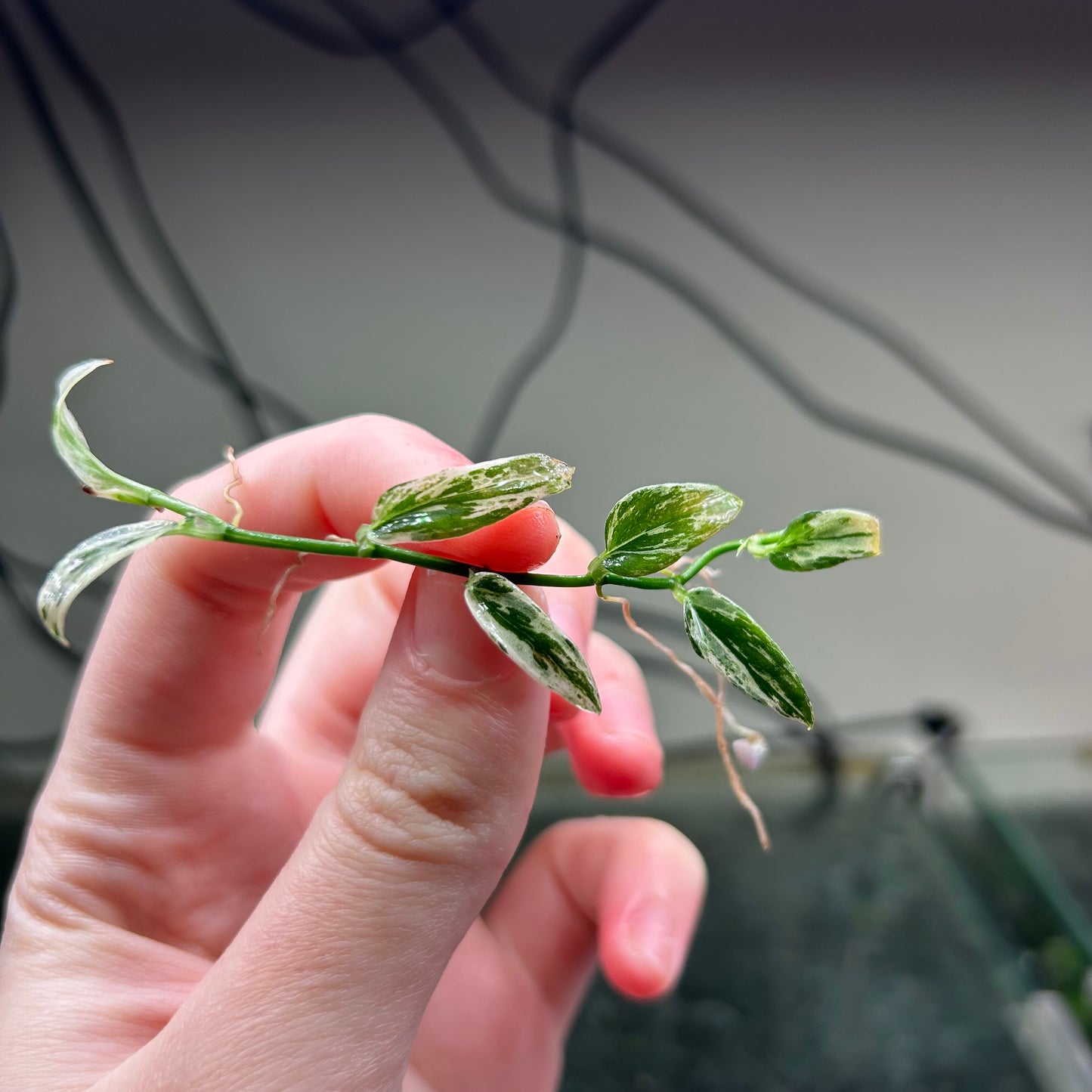 Variegated Rhaphidophora Beccarii RARE