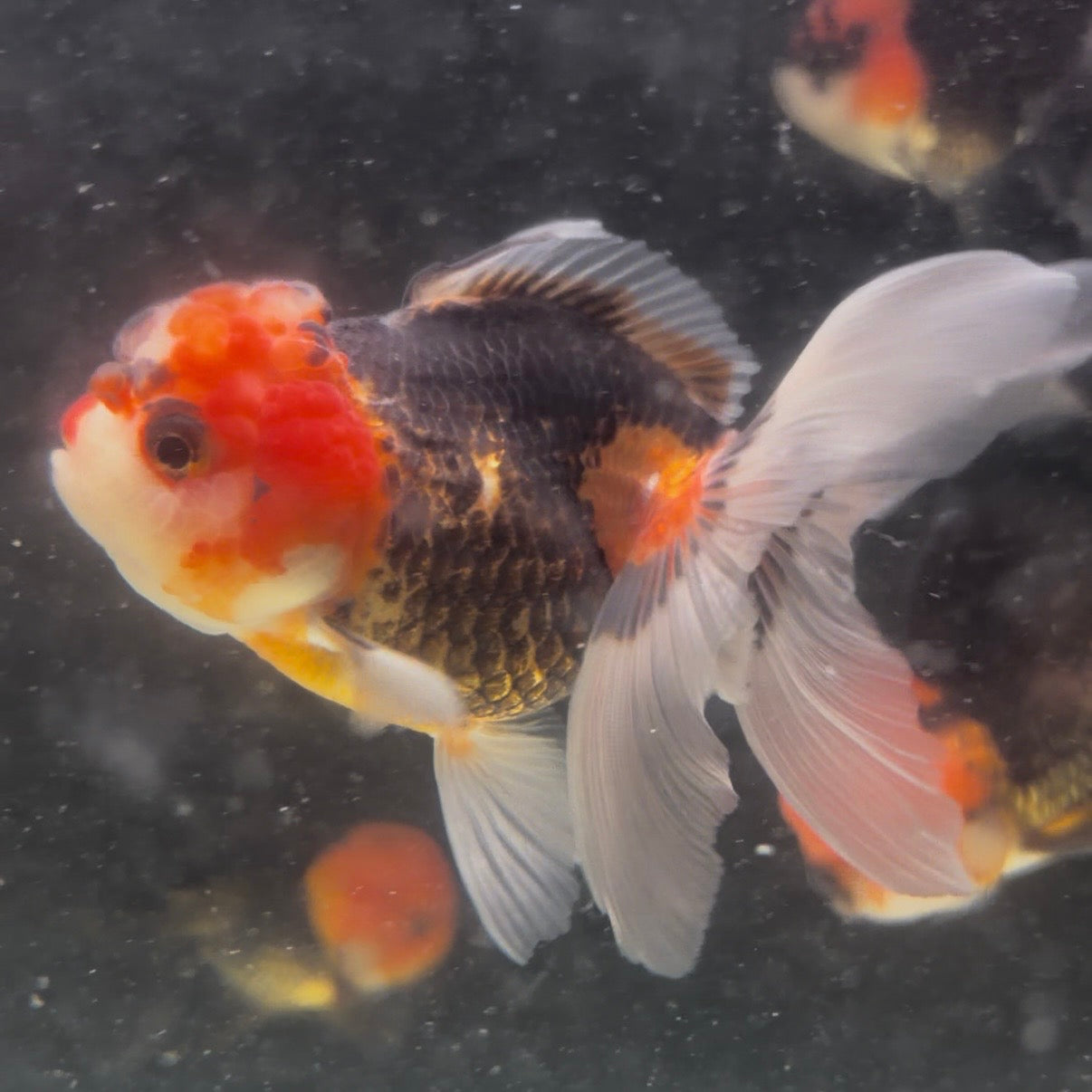 Tri Colour Oranda Tanchu 10cm