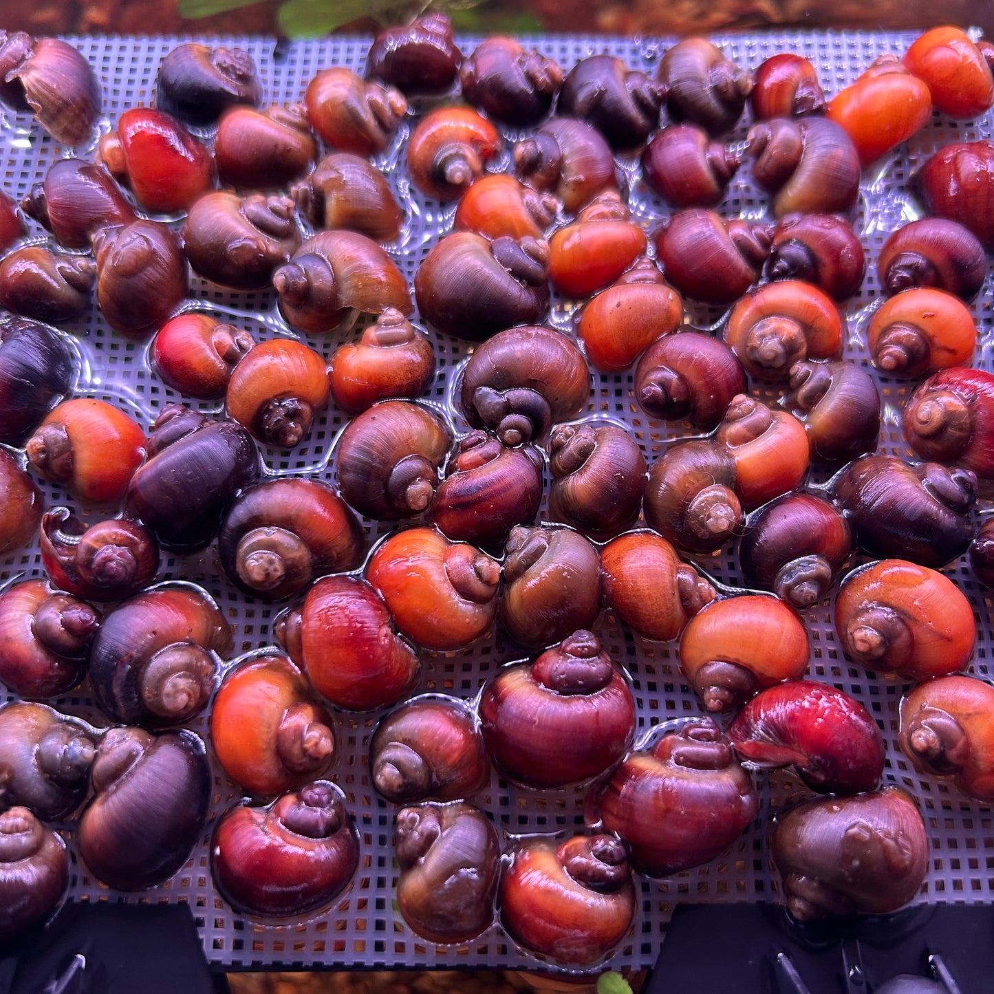 Assorted Mystery Snails - Algae Eating Aquarium Fish Tank Cleanup Crew