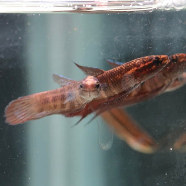 Betta Coccina Unsexed Wild 3cm