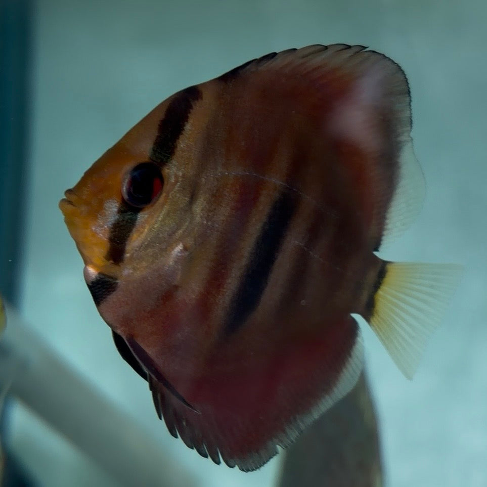Assorted Discus 5-6cm