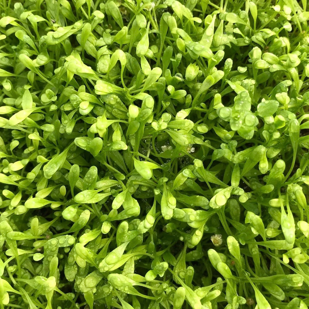 Glossostigma elatinoides