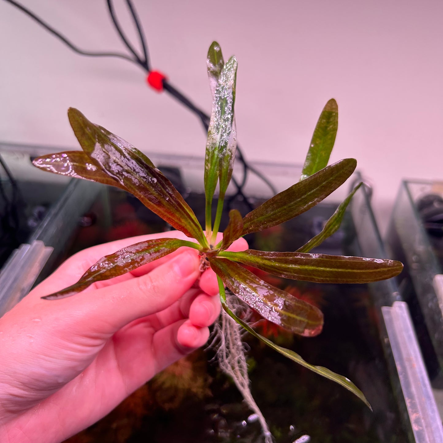 Echinodorus Red Rubin ★