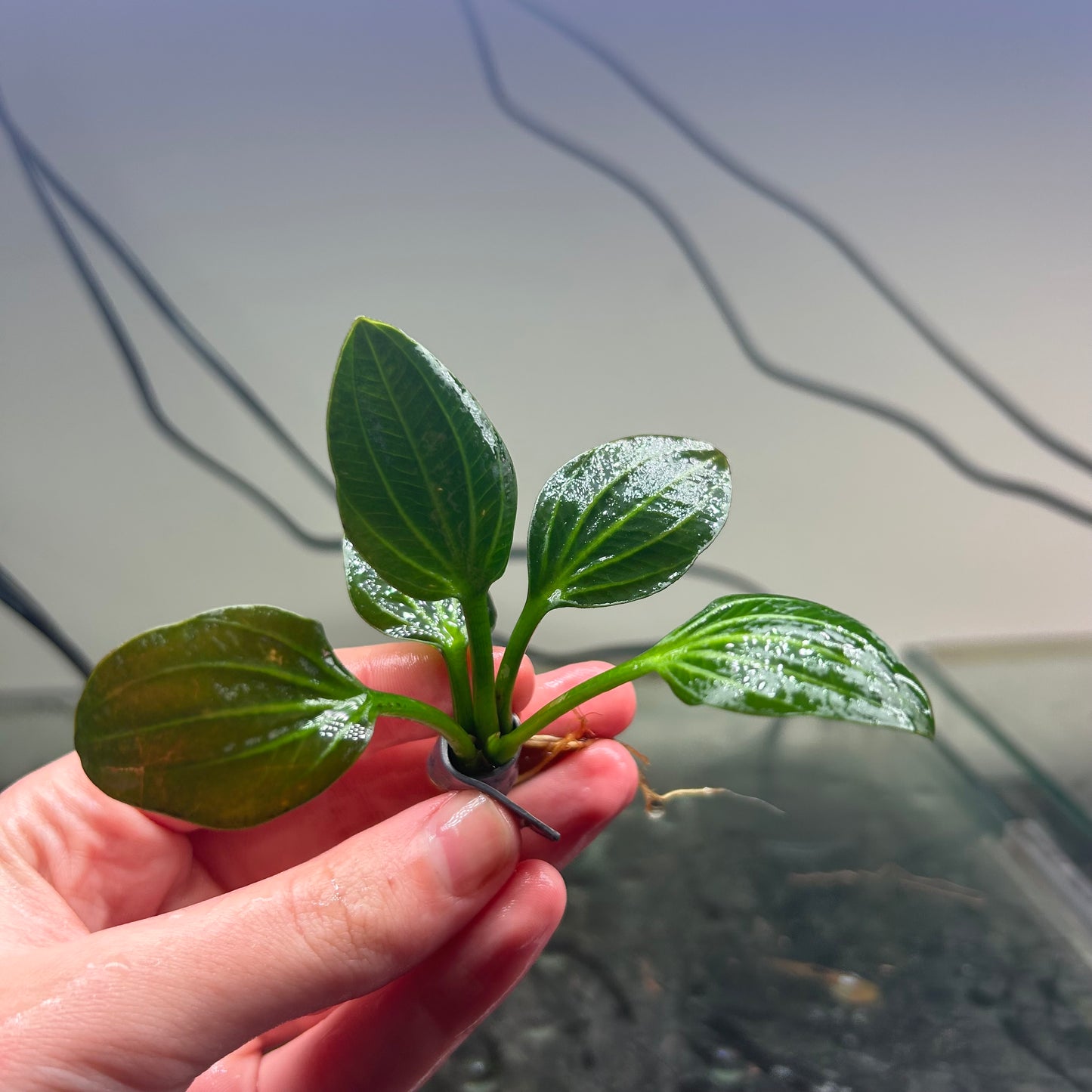 Echinodorus Iguazu 2009 - plant bare root