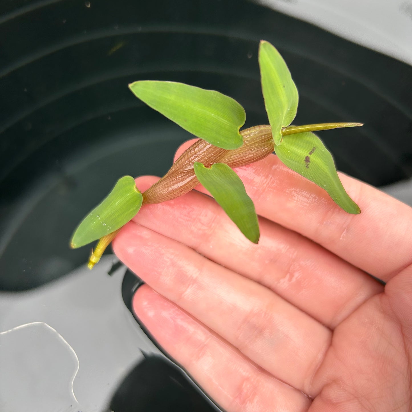 Floating Bamboo ‘Hygroryza aristate’ Aquarium Fish Tank Aquatic Plant