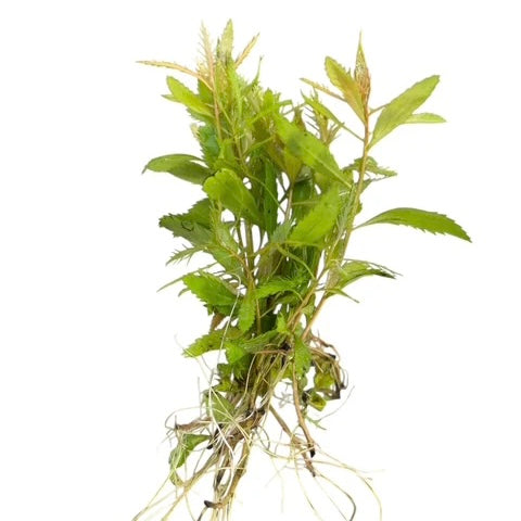 Mermaid Weed Proserpinaca palustris