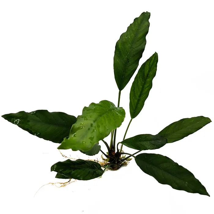 Anubias Afzelli (New Type)