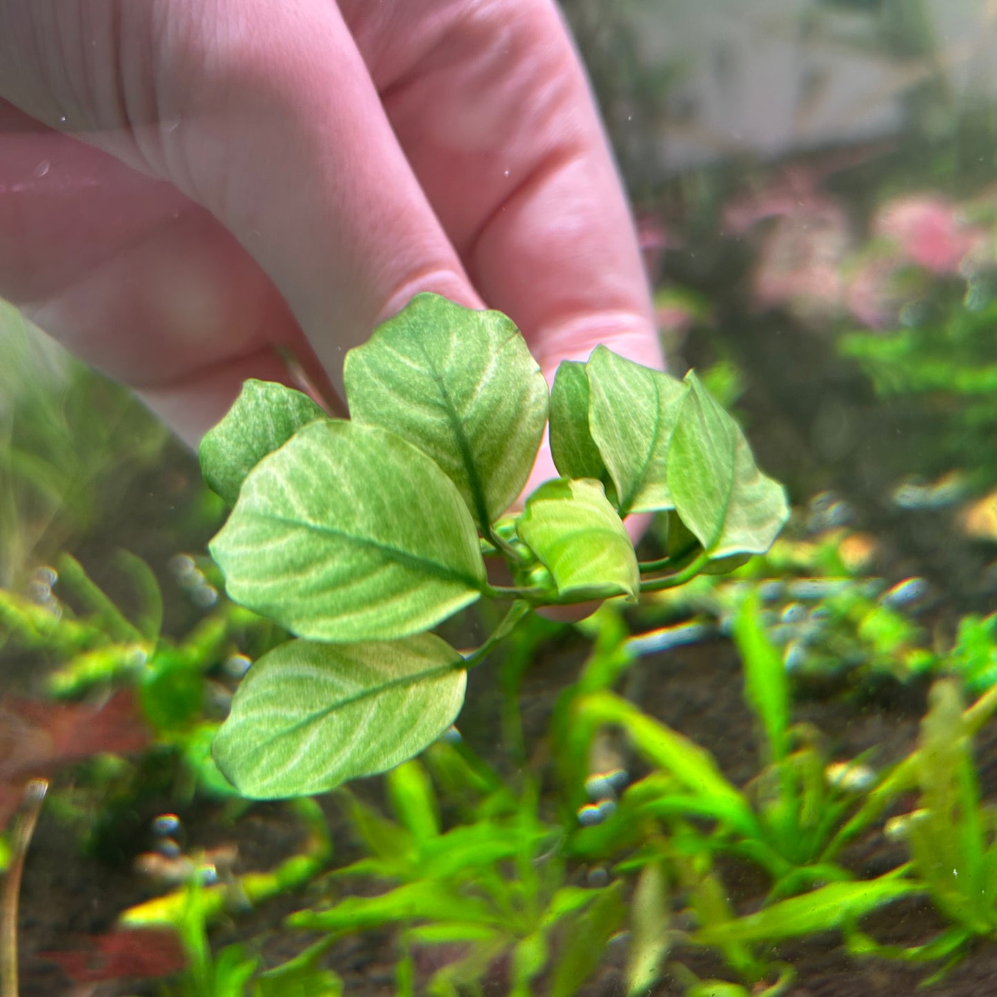 Anubias Broad Thai White Submersed grown Aquarium Fish Tank Plant RARE