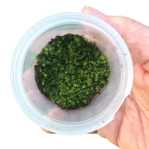 Plagiomnium Moss “Terrarium moss” tub