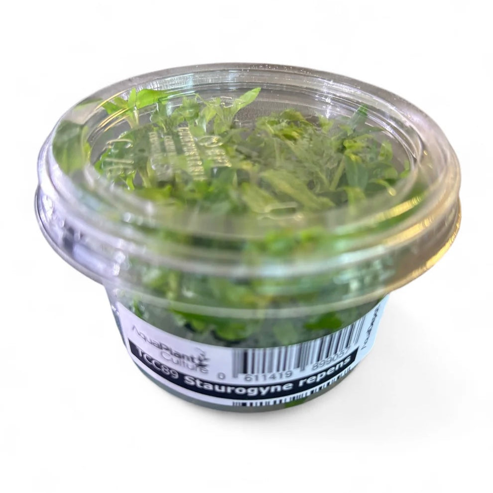 Staurogyne repens Tissue Culture