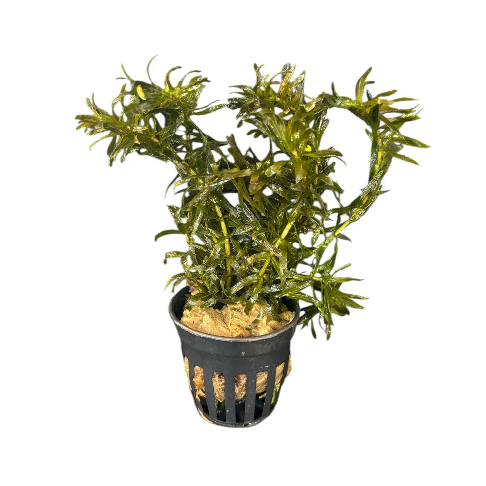 Hydrilla verticillata