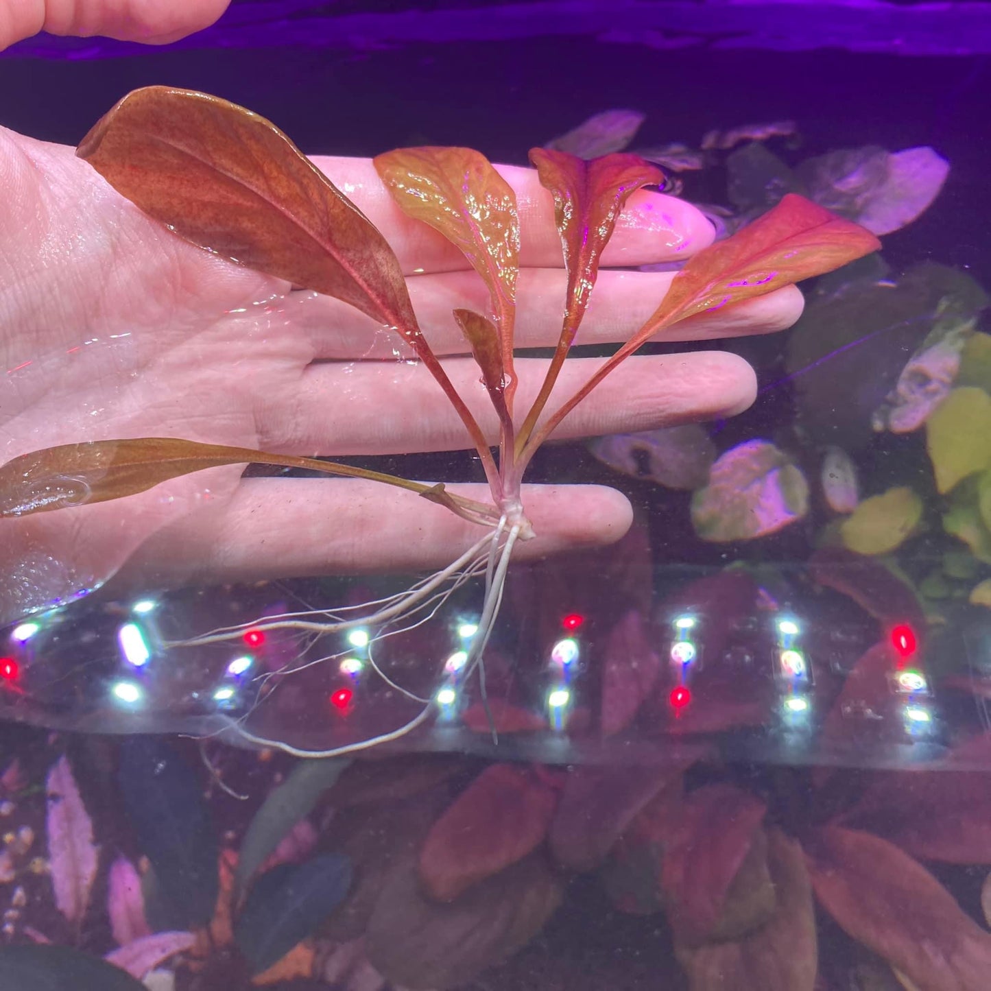 Red Lysimachia Parvifolia formerly Samolus Parviflorus - Aquarium Fish Tank Aquatic Plant