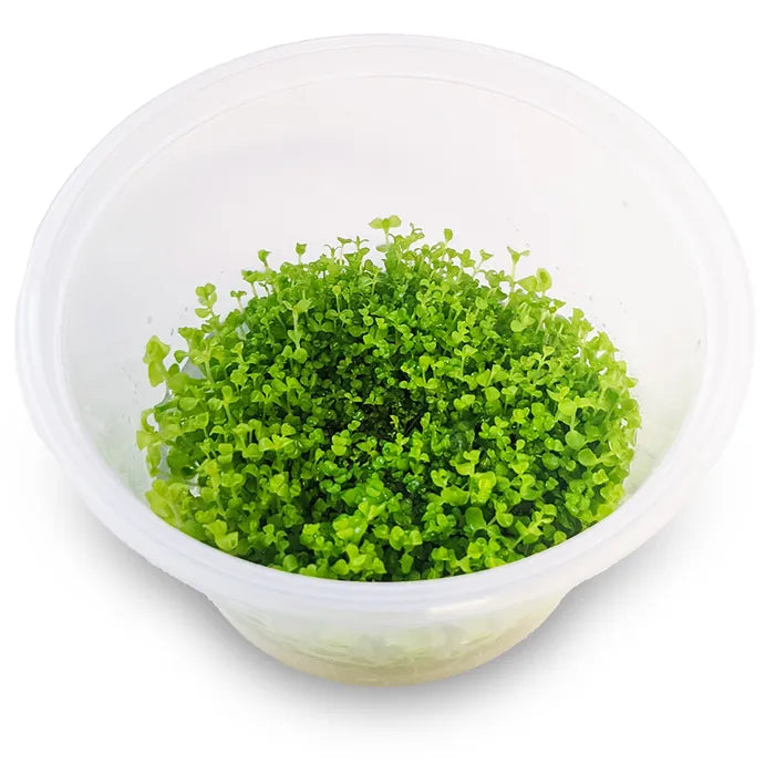 Micranthemum 'Takashi Carpet' - Tissue Culture