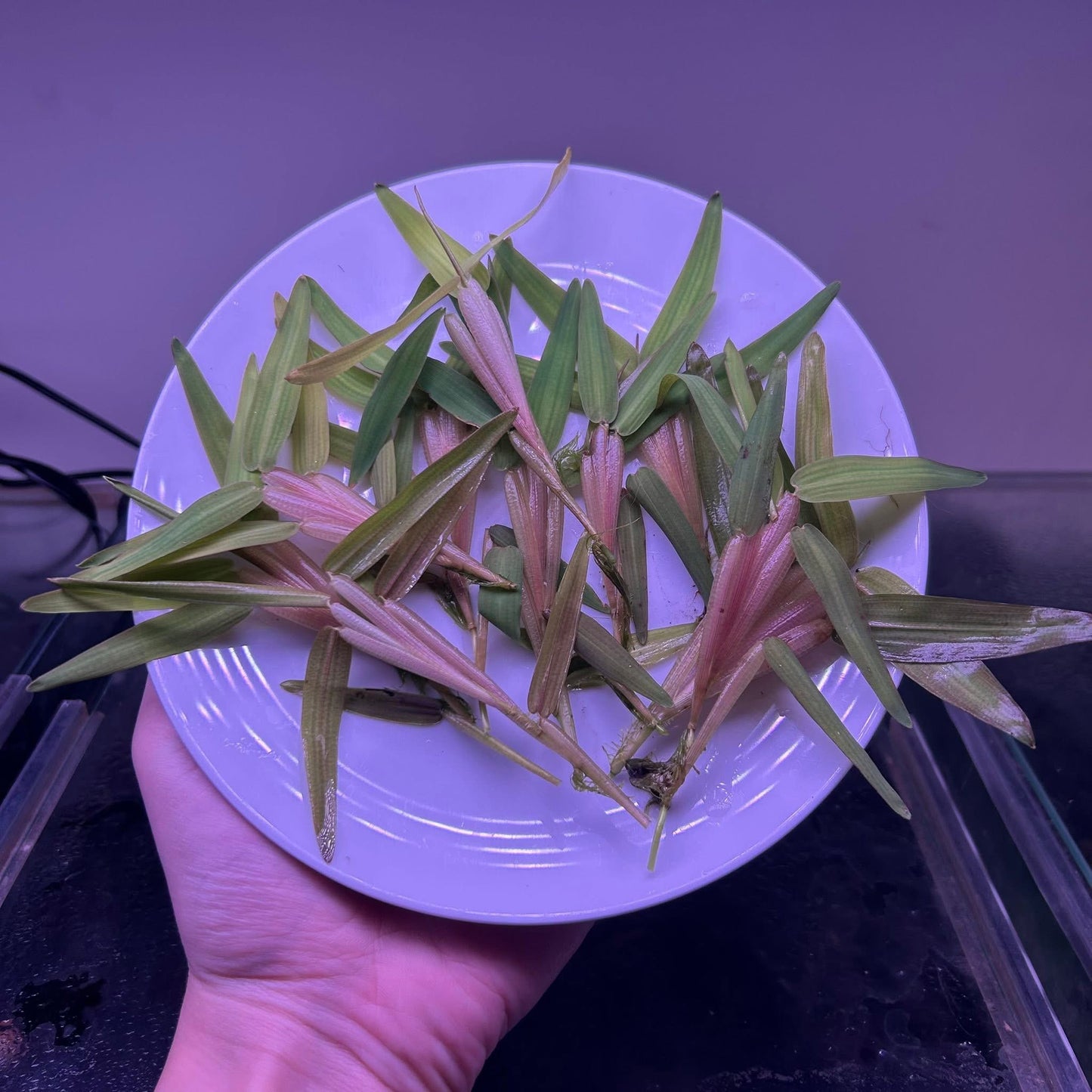 Floating Bamboo ‘Hygroryza aristate’ Aquarium Fish Tank Aquatic Plant