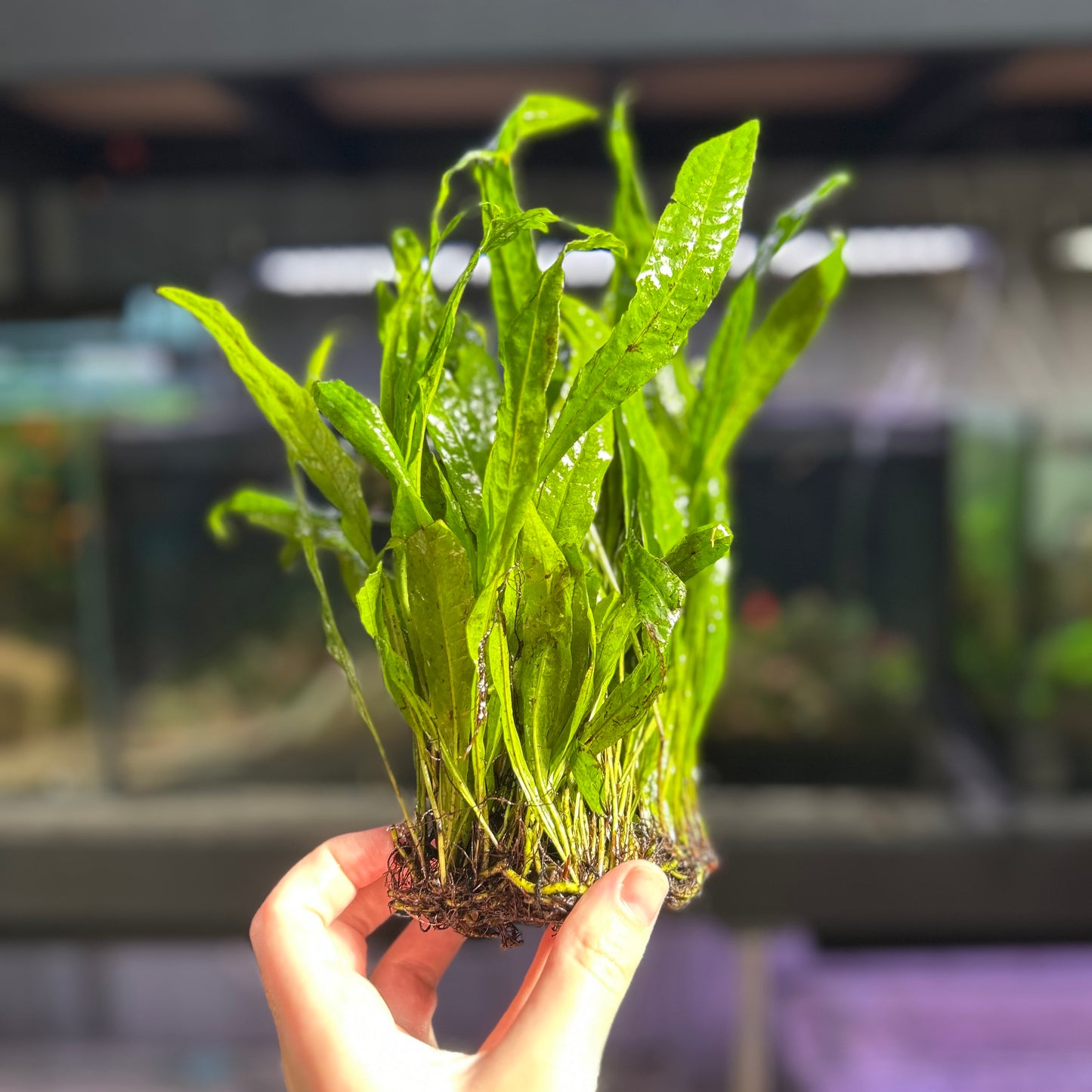 Java Fern Clump - Large ★