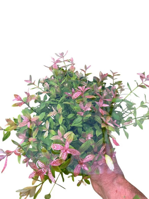 Hydrophilia rosanervis (Pinkpoly)