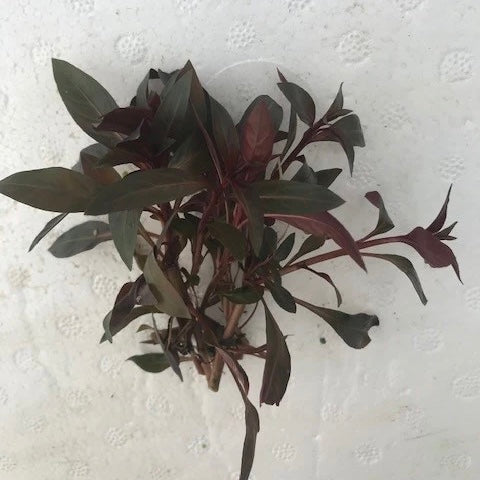 Ludwigia glandulosa