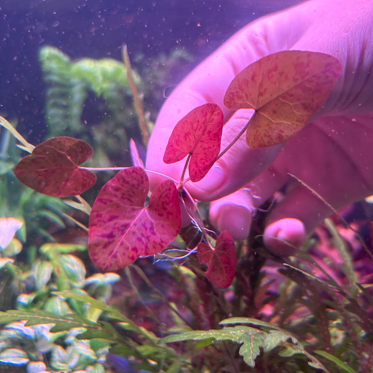 Red Tiger Lotus ‘Nymphaea zenkeri’ Small - Aquarium Fish Tank Aquatic Plant