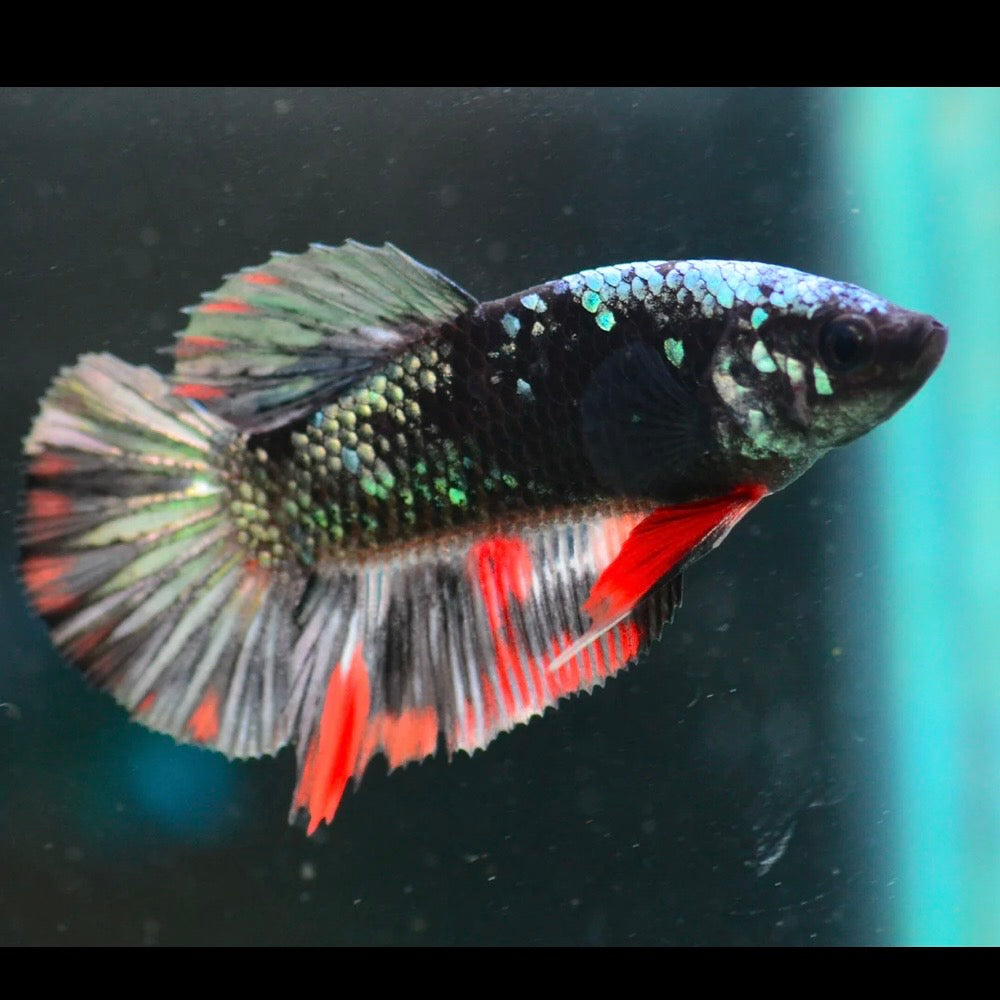 Copper Gold Avatar Halfmoon Plakat Male Betta 4cm
