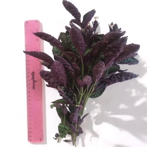 Purple Waffle Hemigraphis exotica Terrarium Plant