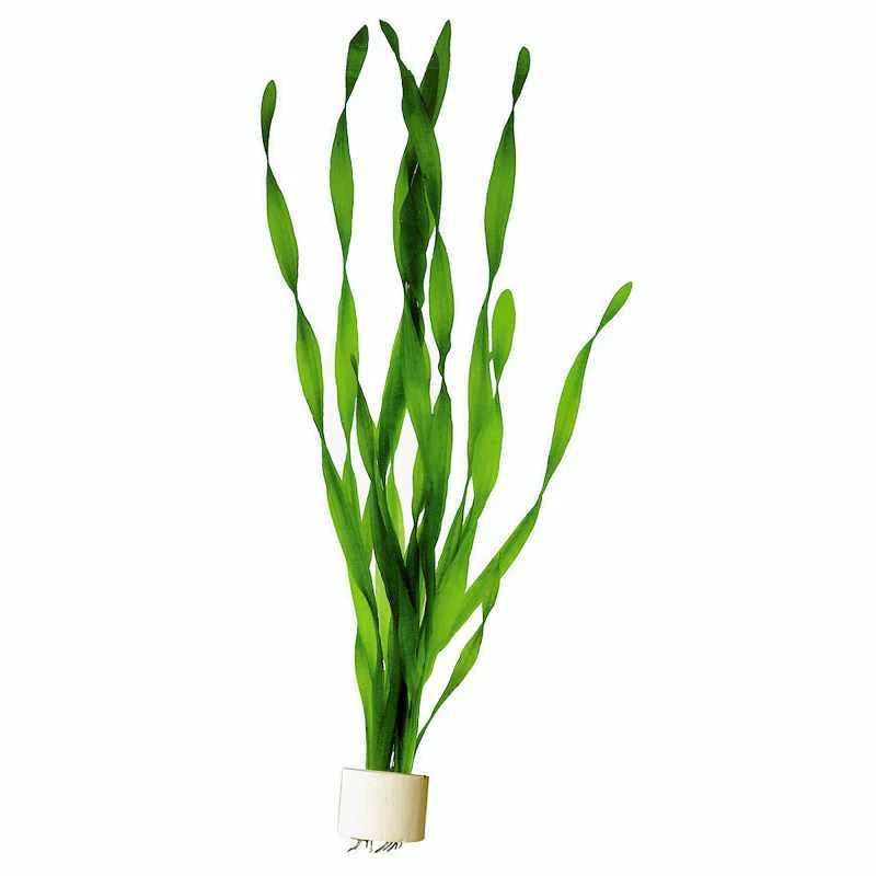Vallisneria medium