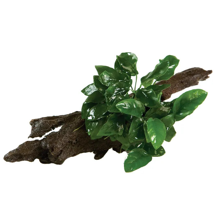 Anubias Nana - Medium Driftwood