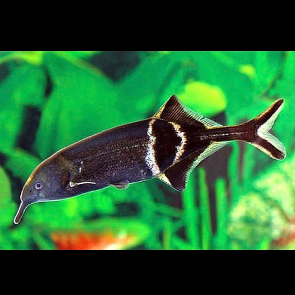 Elephant Nose - 10cm RARE