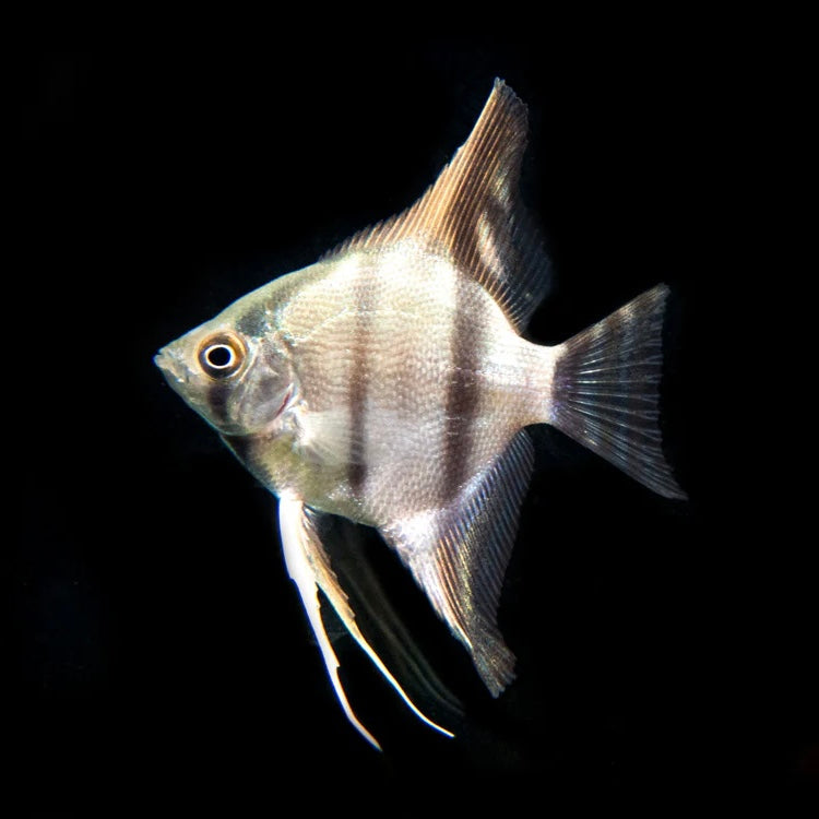 Peru Altum Angelfish 3.5cm