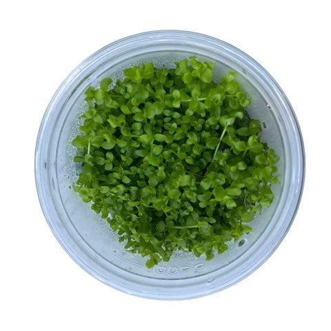 Micranthemum tweediei Tissue Culture