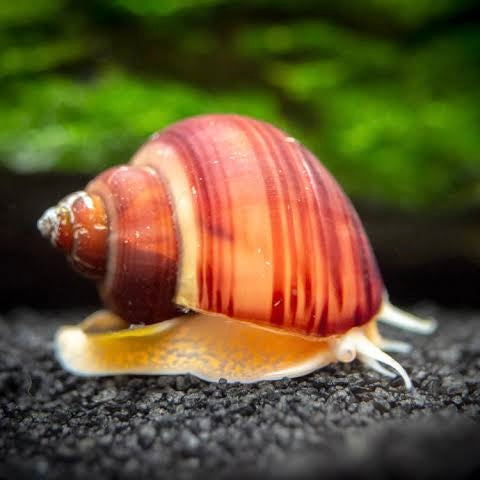 Tortoise Mystery Snail 2cm