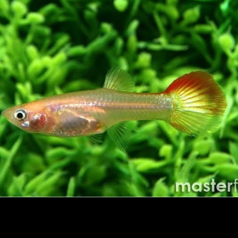 Sunset Female Guppy 3cm