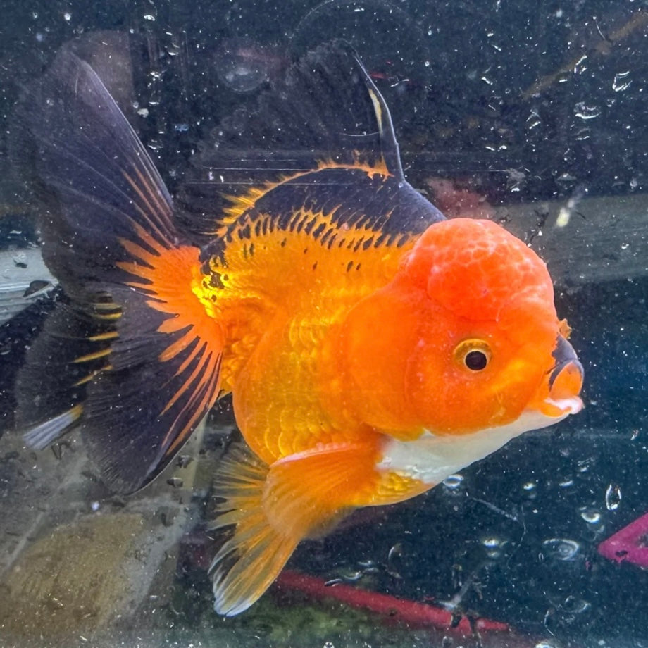 Black/Orange Oranda Goldfish 8cm
