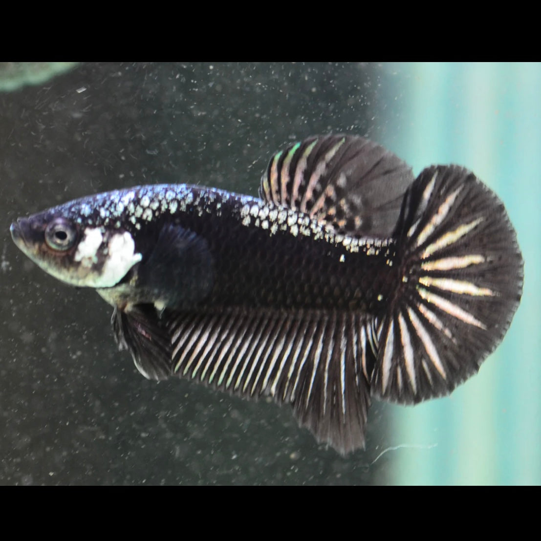 Black Mamba / Samurai Half Moon Plakat Male Betta 3cm