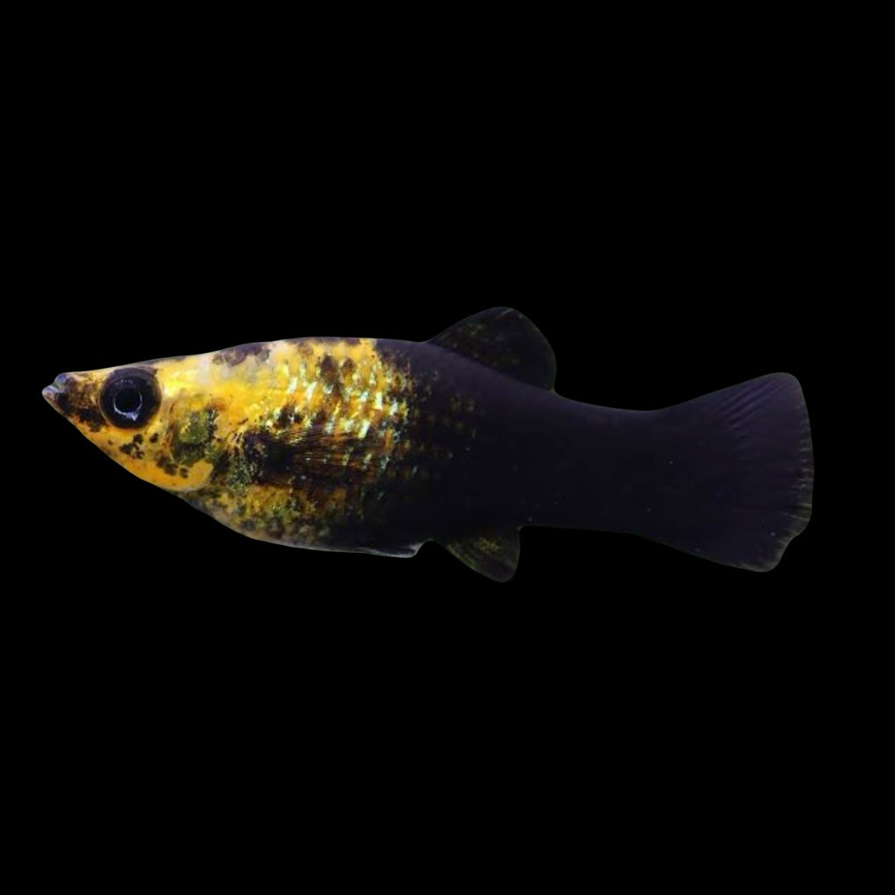 Gold Dust Molly 4-5cm