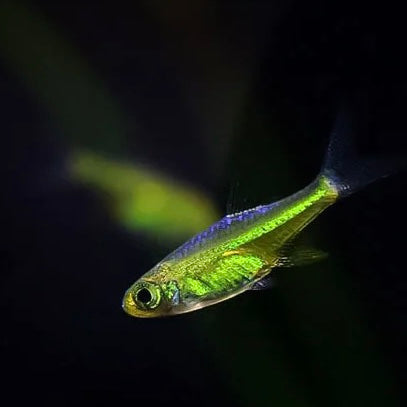 Neon Green Rasbora (Microdevario kubotai) 1-2cm RARE