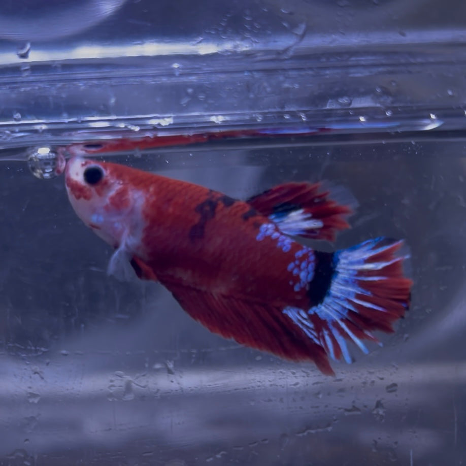 Red Hellboy Male Betta 3.5cm (F)