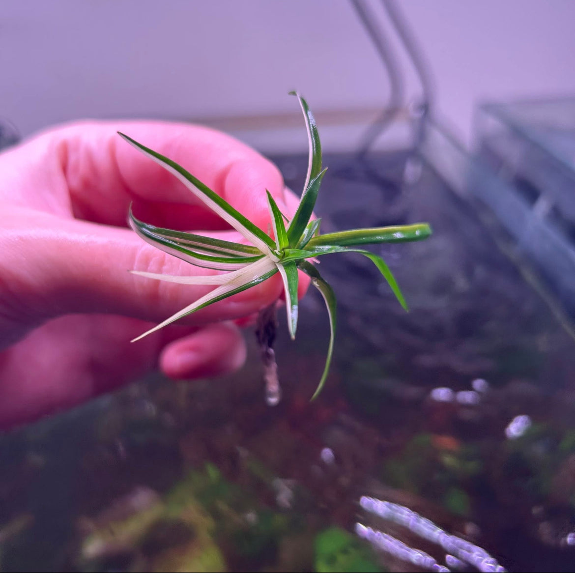 Variegated Eriocaulon Vietnam RARE