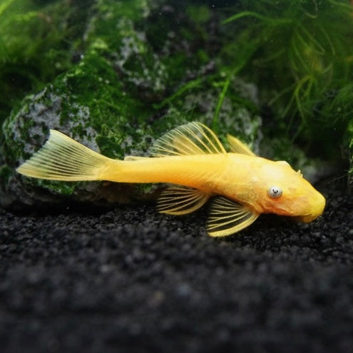 Lemon Blue Eyed L144 Bristlenose Pleco 4-5cm