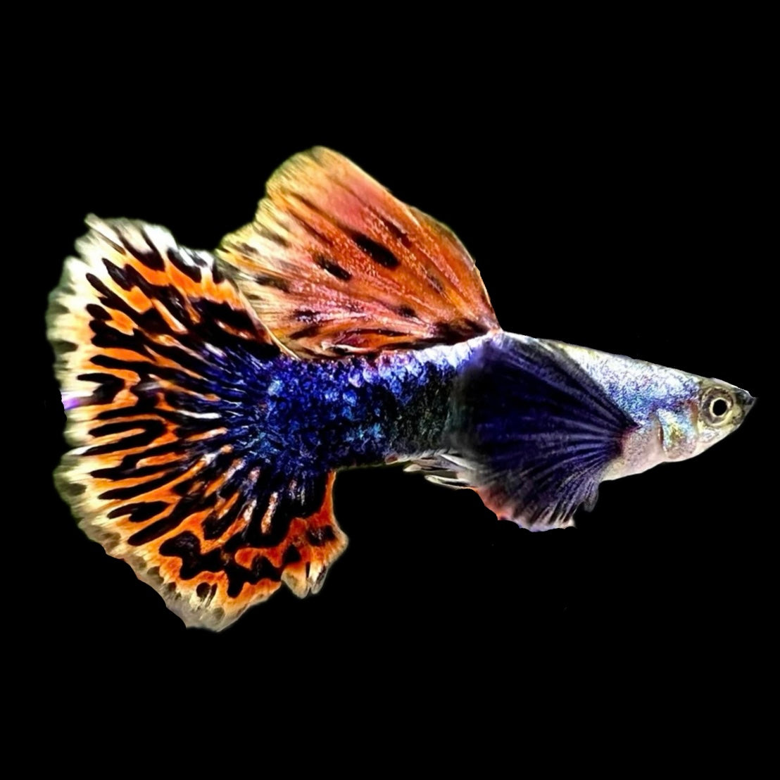 Red Mosaic Dumbo Male Guppy 3cm