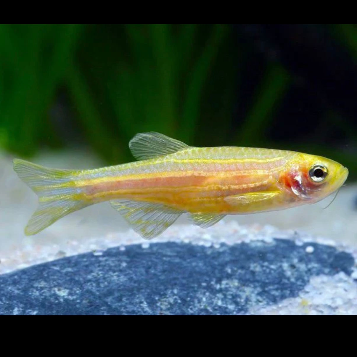 Yellow Gold Zebra Danio 3cm