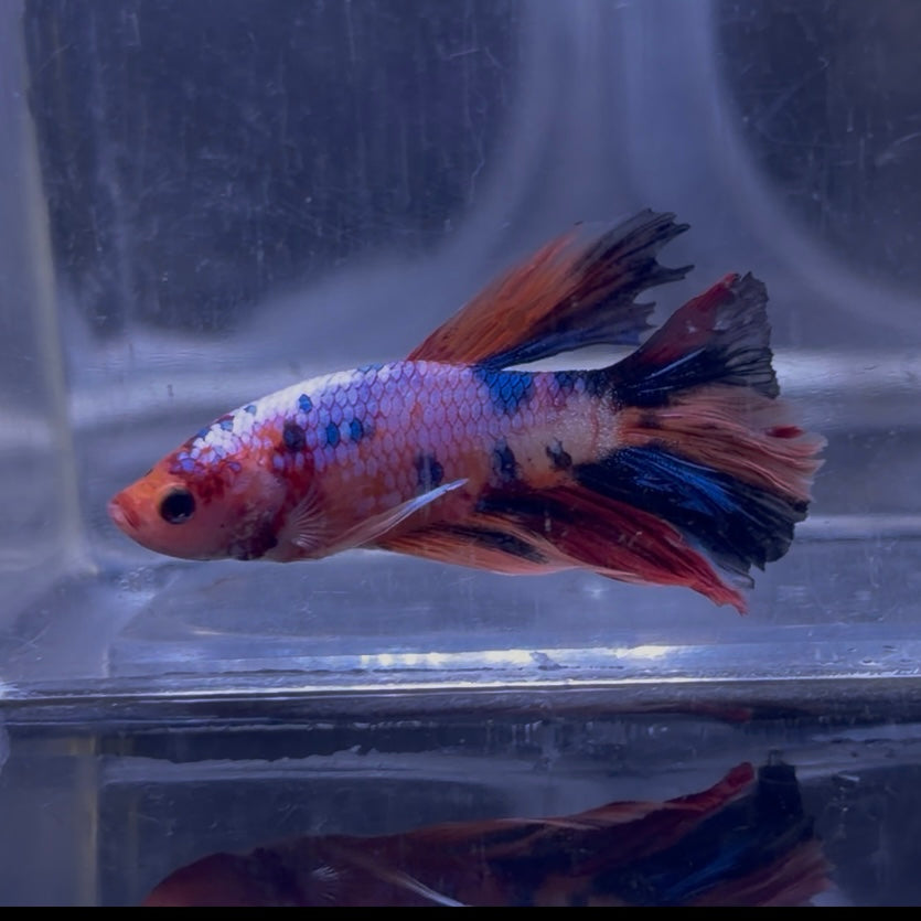 Halfmoon Multicolour/Koi Male Betta 3.5cm (A)