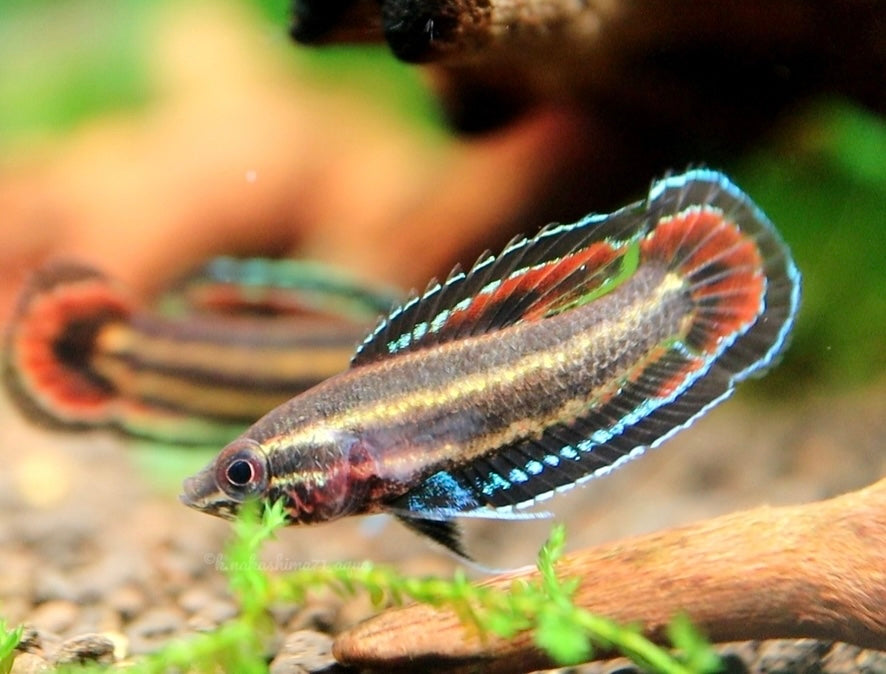 Parosphromenus Opallios (RARE)